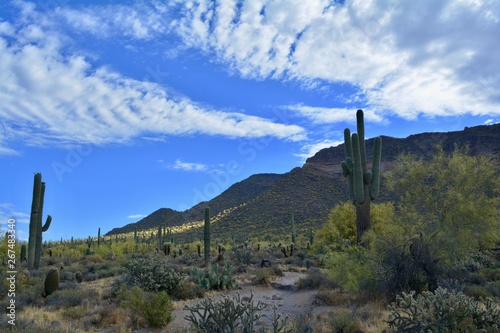 Usery Mountain Regional Park Mesa Arizona Landscape Desert