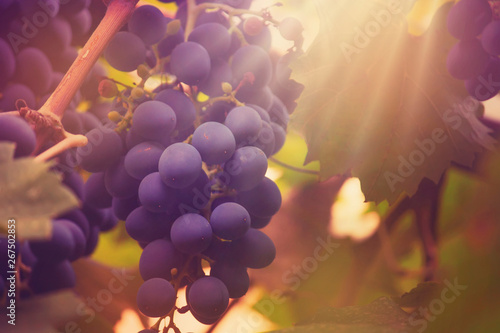 Blue grapes on the vine, wine variety in the vineyard, autumn natural background, selective focus