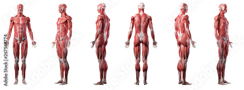 3d rendered medically accurate illustration of a mans muscle system