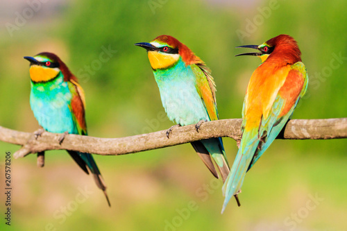 bird of paradise colorful three sit on a branch