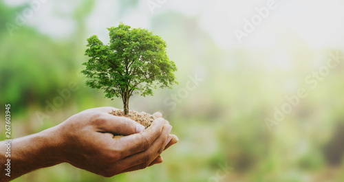 hand holdig big tree growing on green background with sunshine