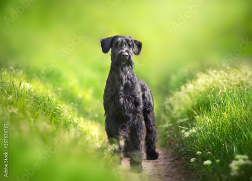 Giant schnauzer dog standing on green park