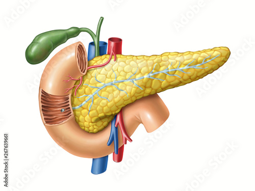 Pancreas anatomy