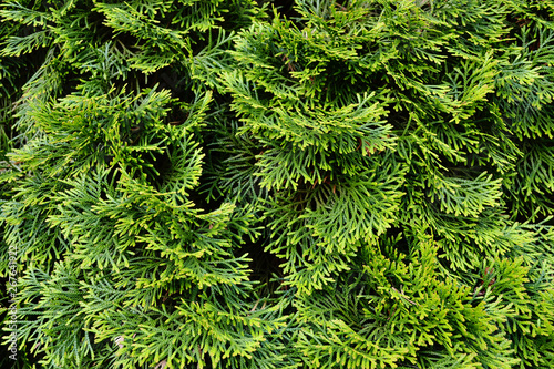 Pine tuya (thuja) evergreen leaves background or wallpaper texture. Bright green juicy.