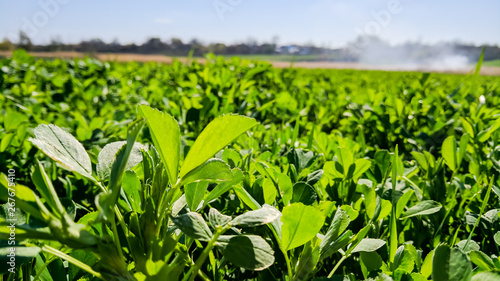 Field of alfalfa in the spring. Young alfalfa in the sun. Feed grass for farm