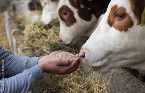 Farmer giving granules to cows