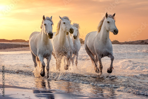 White horses in Camargue, France.