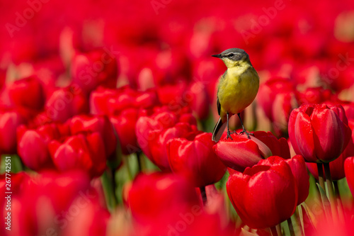 Yellow wagtail sitting on a red tulip