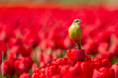 Yellow wagtail sitting on a red tulip
