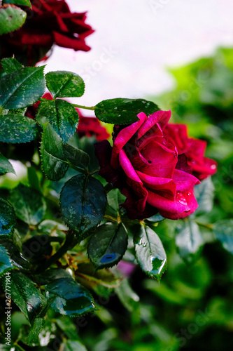 Rosa roja al natural