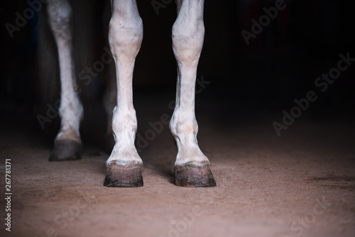 White horse legs close up