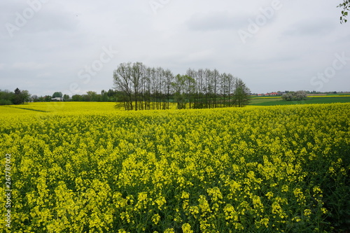 Bezkresne łany rzepaku