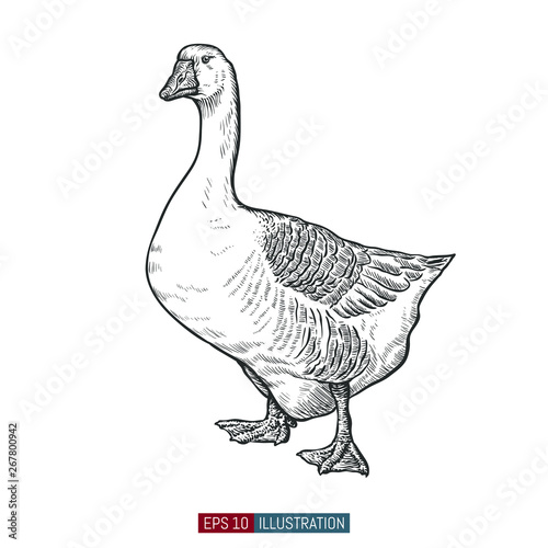 Hand drawn goose isolated. Engraved style vector illustration. Template for your design works.