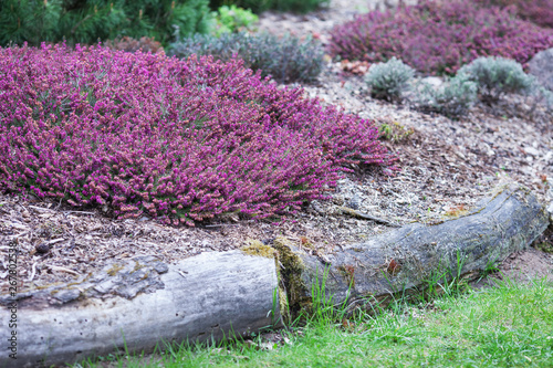 Flowering Erica gracilis or heather ornamental plant. Calluna vulgaris Flowers banner. Idyllic moorland pattern with beautiful blooming calluna flowers for website background or greeting card