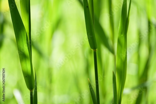 Wiese Gräser Gras Grün Lichtspiel Sonnenschein hell freundlich Hintergrund Natur Makro Bokeh