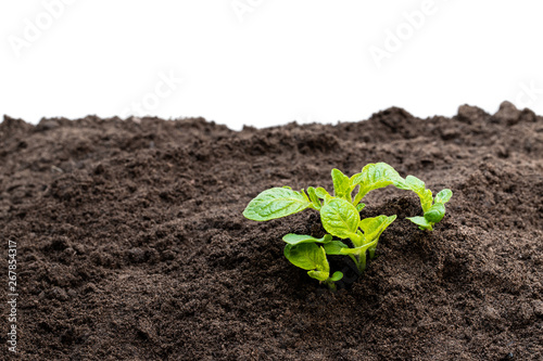 Potato sprouts in soil isolated on white