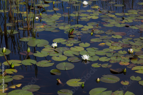 American white waterlilies blooming natural and wild in dark black reflective water with reeds and lily pads