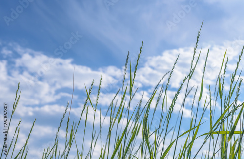 Tilt upward of tall green wild grass softly waving in the wind