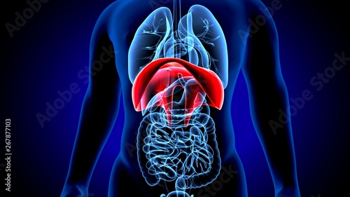 3d render of human anatomy, the thoracic diaphragm, or simply the diaphragm is a sheet of internal skeletal