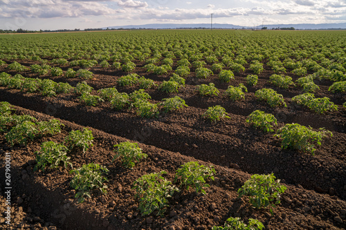 Tomato row crops California