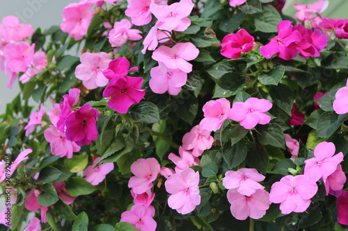 Impatiens in shades of pink