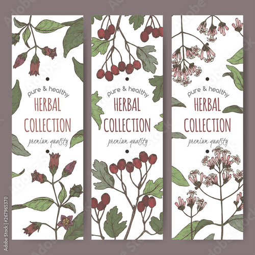 Three color labels with belladonna, quinine or Jesuit bark and common hawthorn sketch.