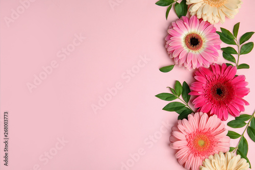 Flat lay composition with beautiful bright gerbera flowers on color background, top view. Space for text