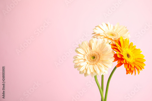 Bouquet of beautiful bright gerbera flowers on color background. Space for text