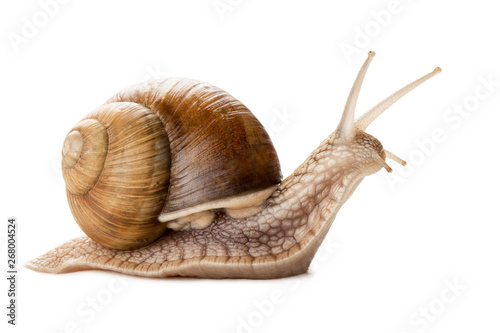 Garden snail isolated on white.