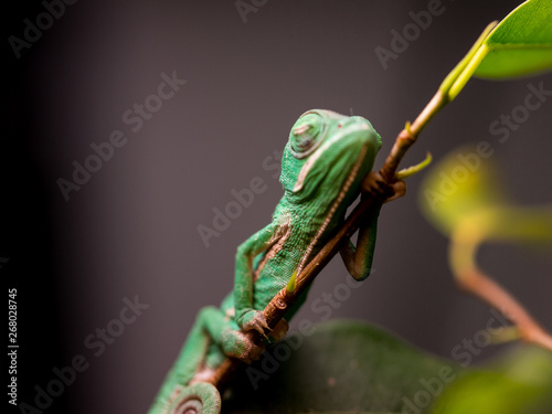 baby chameleon sleeping on a branch