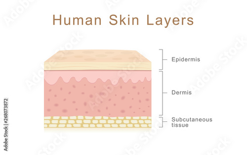 Human Skin Layers