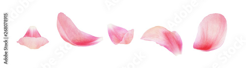 Set of pink peony petals