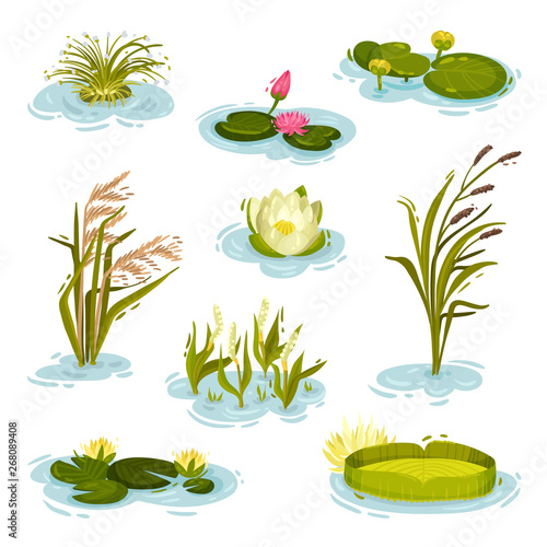 Set of images of water lily, reed, reed on water. Vector illustration on white background.