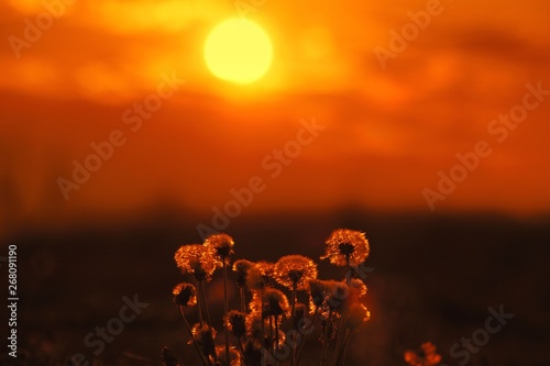 Mniszki lekarskie, mlecze na tle tarczy zachodzącego słońca w pomarańczowo czerwonym świetle