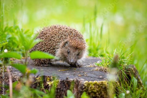 Cute common hedgehog on a stump in spring or summer forest during dawn. Young beautiful hedgehog in natural habitat outdoors in the nature.