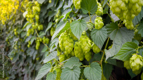 Closeup image of ripe green hop growing on fence at bright sunny day. Hop is used in beer making brewery