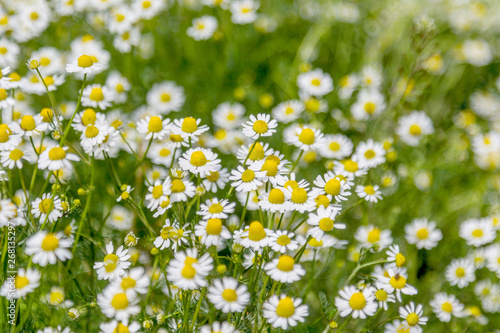 Beautiful floral background of wild flowers of chamomile medicinal on a green meadow with a beautiful light effect. Chamomile flower - chamomile. Selective not deep focus
