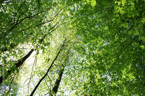 Słońce przebijające się przez gałęzie drzew pokryte zielonymi, wiosennymi liśćmi