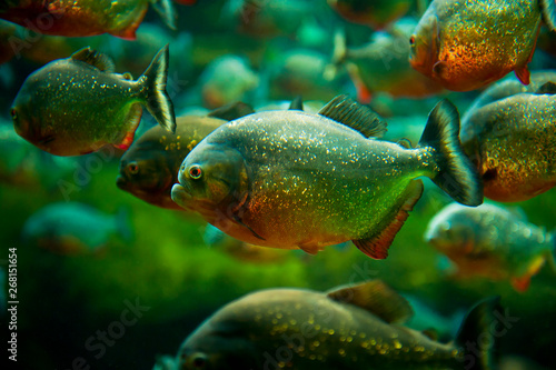 Piranhas in the water