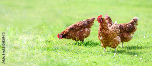 Hens on a traditional free range poultry organic farm grazing on the grass with copy space