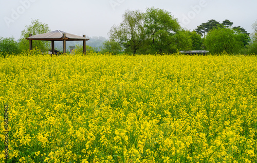 노란 유채꽃이 아름다운 풍경