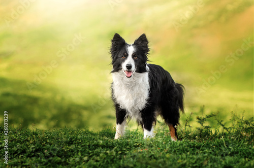 border collie dog spring portrait walking in green fields