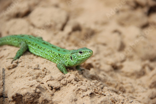 Green lizard on the sand close-up. (Lacerta agilis)