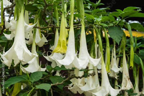 White Angel's Trumpet flowers