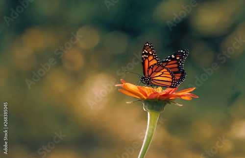 Monarch butterfly sitting on sunflower