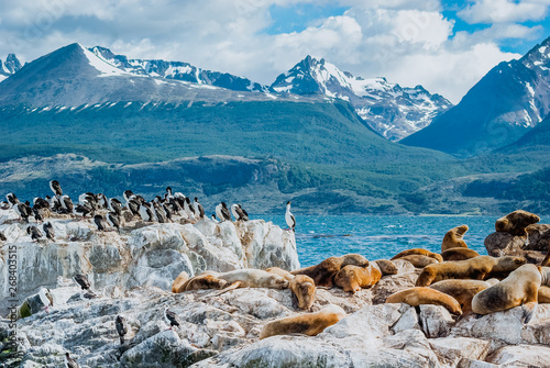 Sea Lion of the Beagle Channel Ushuaia