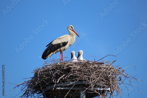 Storch im Nest