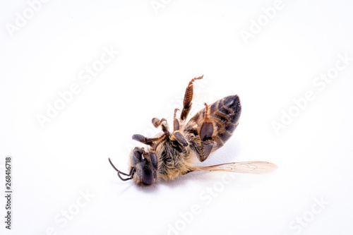 dead fallen bee on white background, conceptual image on pesticides and environmental risk. Bee on extermination, dead on the ground.
