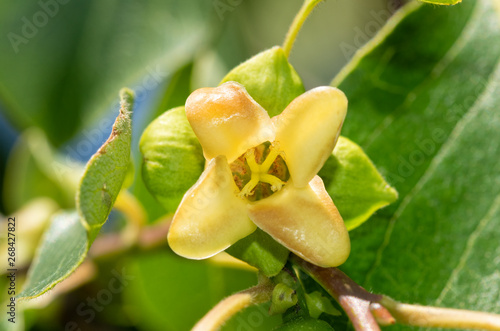 Closeup of a small yellow wild Persimmon tree flower