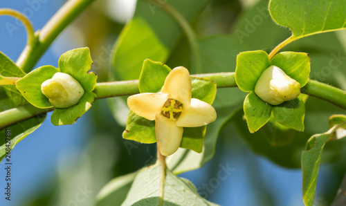 Three wild Persimmon blooms, one open and two budding, in spring